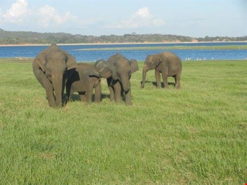  Polonnaruwa sabrina sabrina